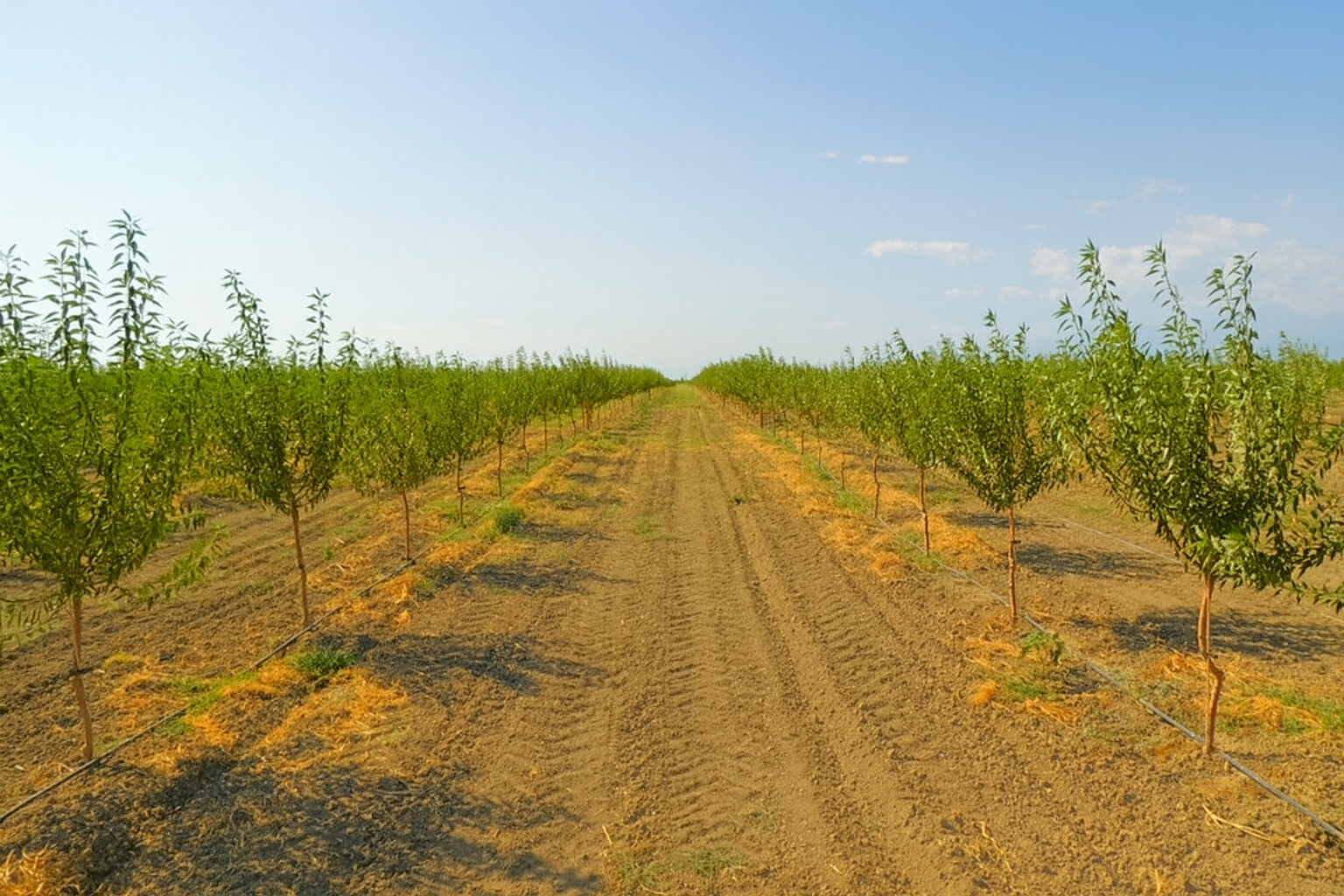 Xaçmaz 22Ha qarışıq meyvə bağı image